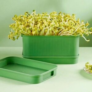 Khay trồng mầm giá đỗ, không đất, nảy mầm thủy canh